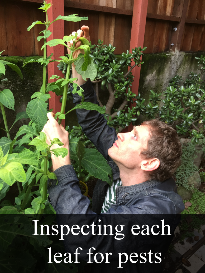 Inspecting leaf for pests