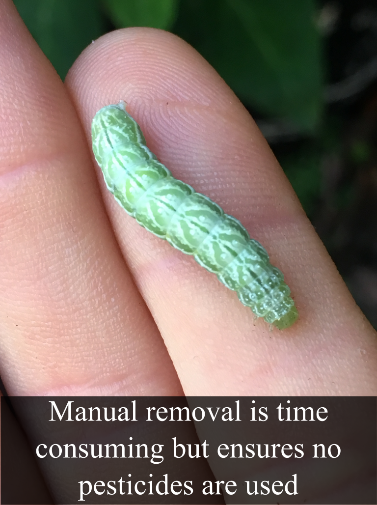 Manual removal of pests